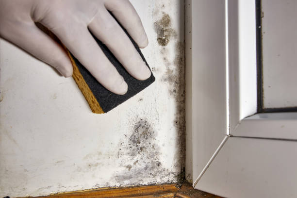 Best Industrial Mold Remediation  in Ardmore, OK