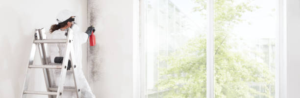 Best Mold Damage Restoration  in Ardmore, OK